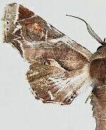 Marathyssa pyrastis
