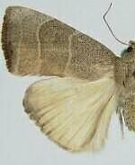 Bagisara pacifica