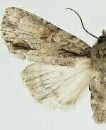 Acronicta connecta