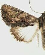 Acroria pulchra