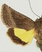 Homoanarta falcata