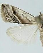 Micrathetis tecnion