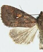 Condica parista
