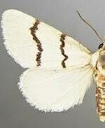 Lineostriastiria biundulalis