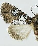 Euamiana endopolia