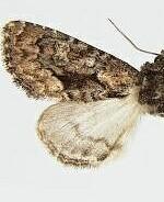 Euamiana adusta
