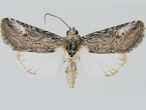 Sympistis franclemonti