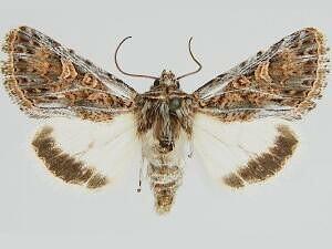 Sympistis osiris