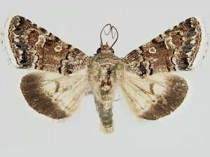 Sympistis iricolor