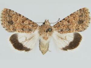 Sympistis sakhmet
