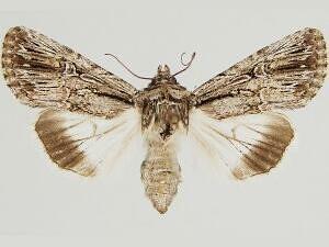 Sympistis lachrymosa