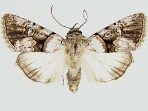 Sympistis apis