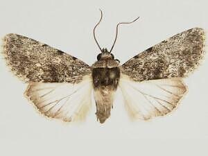 Sympistis heterogena