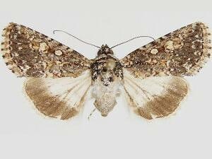 Sympistis melalutea