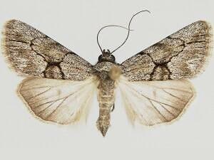 Sympistis disfigurata