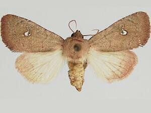 Sideridis ruisa