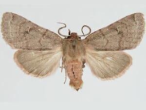 Orthosia tenuimacula