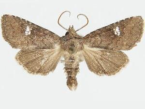 Tricholita baranca