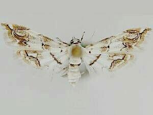 Oxyelophila callista