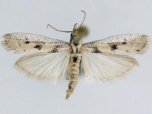 Ancylosis balconiensis
