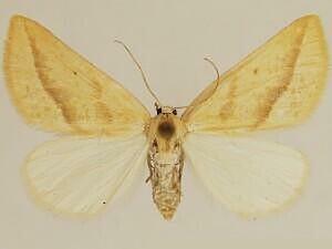 Sicyopsis blanchardata