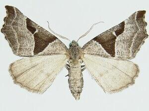 Plataea blanchardaria