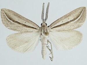 Doryodes tenuistriga