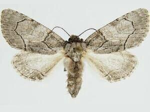 Raphia frater