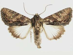 Acroria pulchra