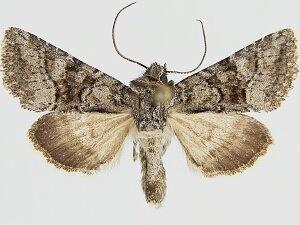 Pseudanarta daemonalis
