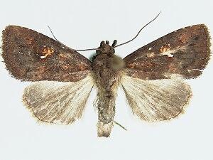 Condica parista