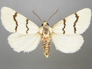 Lineostriastiria biundulalis