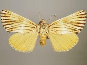 Eulithosia discistriga