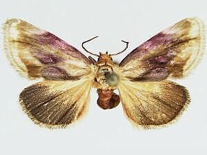Chamaeclea basiochrea