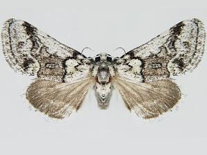 Eviridemas minuta
