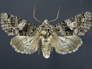 Hadena amabilis