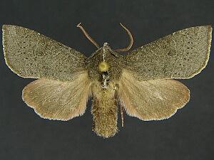 Orthosia transparens