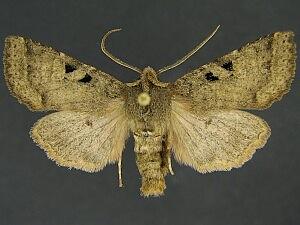 Orthosia praeses