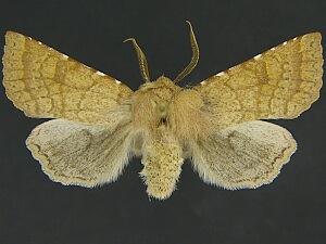 Orthosia ferrigera