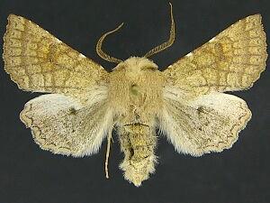 Orthosia ferrigera