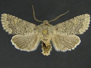 Orthosia terminata