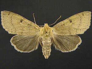 Orthosia arthrolita
