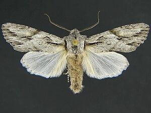 Egira crucialis