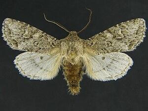 Egira cognata