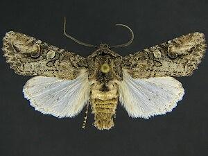 Egira perlubens