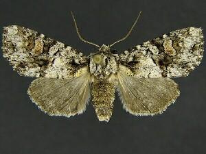 Mimobarathra antonito