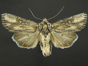Aseptis susquesa