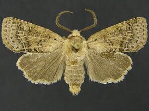 Homoglaea californica