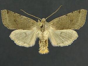 Agrochola purpurea