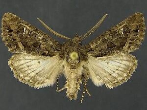Dryotype opina